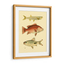 Peces Antiguos Ii - Ernest Briggs | Cuadro decorativo de Canvas Lab