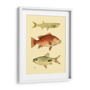 Peces Antiguos Ii - Ernest Briggs | Cuadro decorativo de Canvas Lab