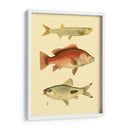 Peces Antiguos Ii - Ernest Briggs | Cuadro decorativo de Canvas Lab