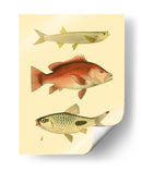 Peces Antiguos Ii - Ernest Briggs | Cuadro decorativo de Canvas Lab