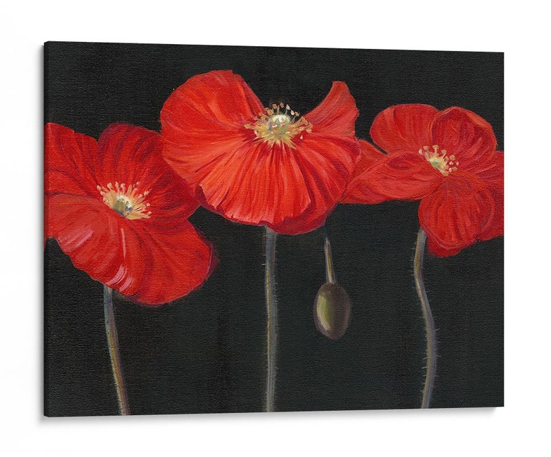 Poppy Trio I - Christopher J. Trew | Cuadro decorativo de Canvas Lab