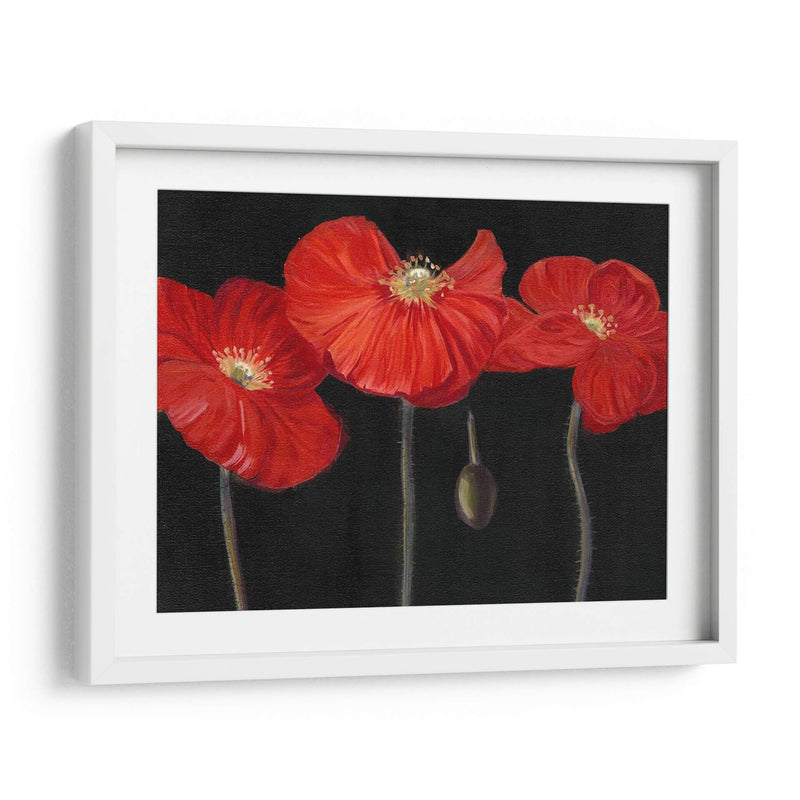 Poppy Trio I - Christopher J. Trew | Cuadro decorativo de Canvas Lab