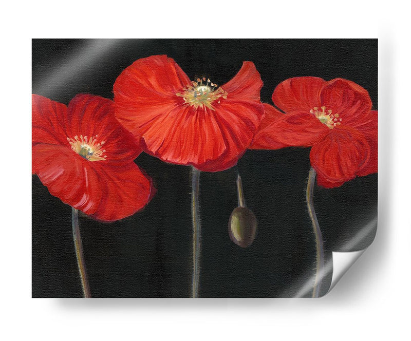 Poppy Trio I - Christopher J. Trew | Cuadro decorativo de Canvas Lab