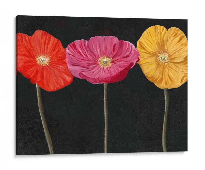 Poppy Trio Ii - Christopher J. Trew | Cuadro decorativo de Canvas Lab