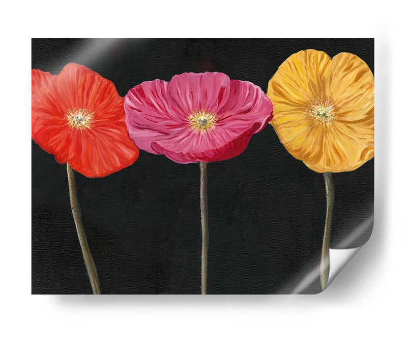 Poppy Trio Ii - Christopher J. Trew | Cuadro decorativo de Canvas Lab