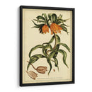 Corona Imperalis Pl. Cv - Sandra Iafrate | Cuadro decorativo de Canvas Lab