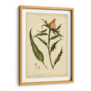 Iacea Pl. Cliii - Sandra Iafrate | Cuadro decorativo de Canvas Lab