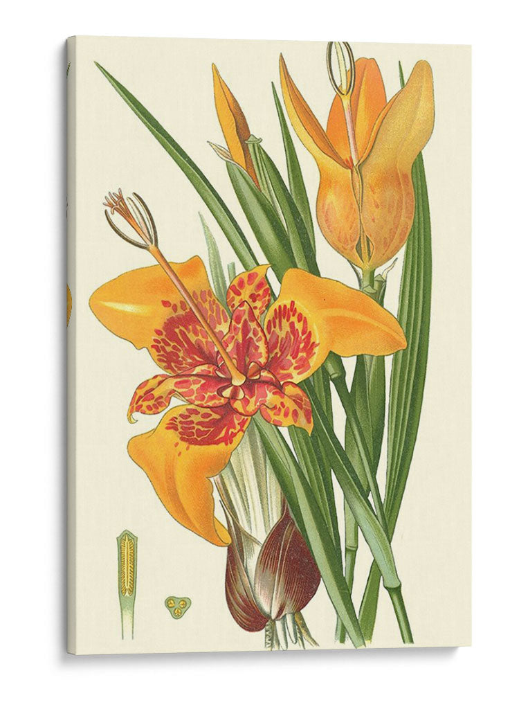 Lilies Llamativos I - Philip Miller | Cuadro decorativo de Canvas Lab