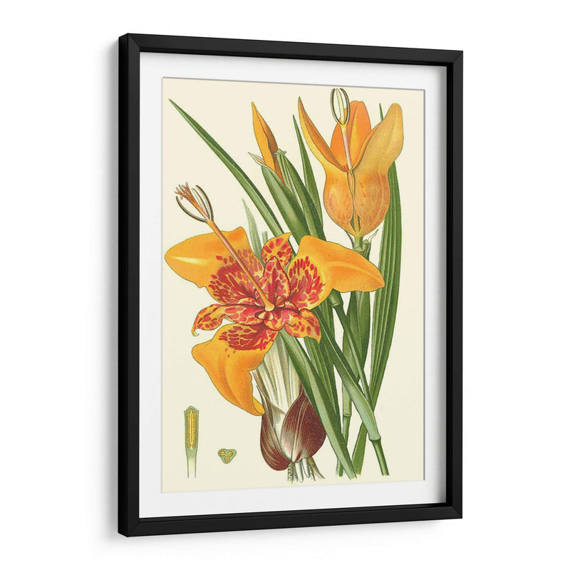 Lilies Llamativos I - Philip Miller | Cuadro decorativo de Canvas Lab