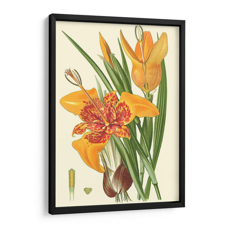 Lilies Llamativos I - Philip Miller | Cuadro decorativo de Canvas Lab