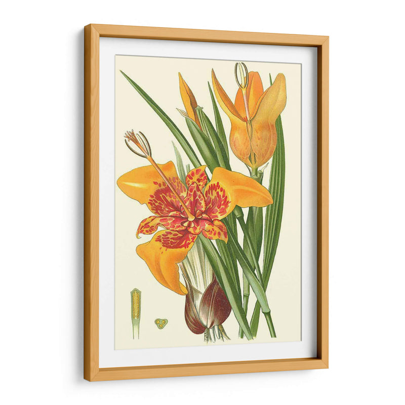 Lilies Llamativos I - Philip Miller | Cuadro decorativo de Canvas Lab