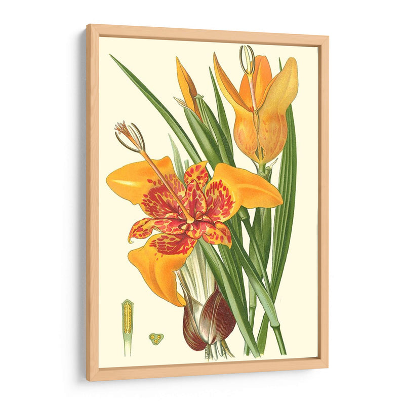 Lilies Llamativos I - Philip Miller | Cuadro decorativo de Canvas Lab