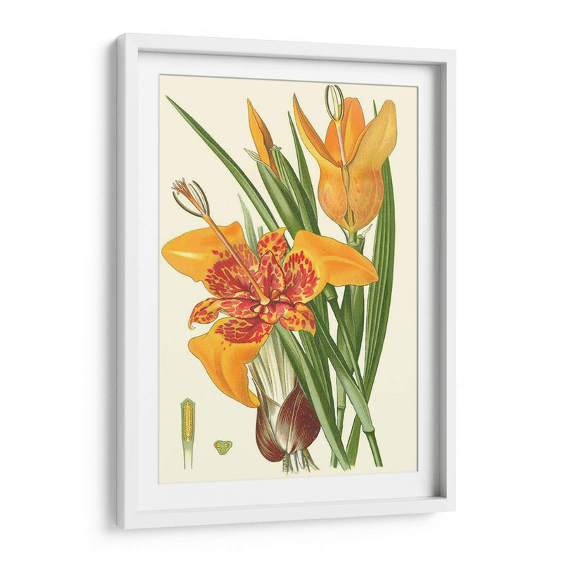 Lilies Llamativos I - Philip Miller | Cuadro decorativo de Canvas Lab