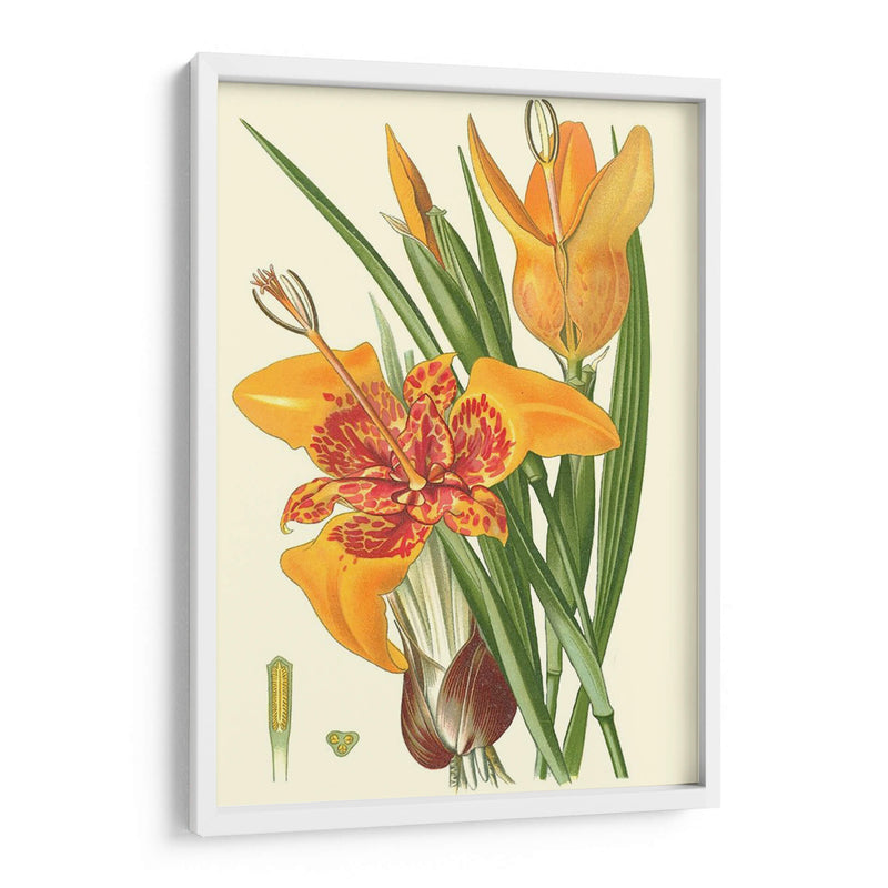 Lilies Llamativos I - Philip Miller | Cuadro decorativo de Canvas Lab