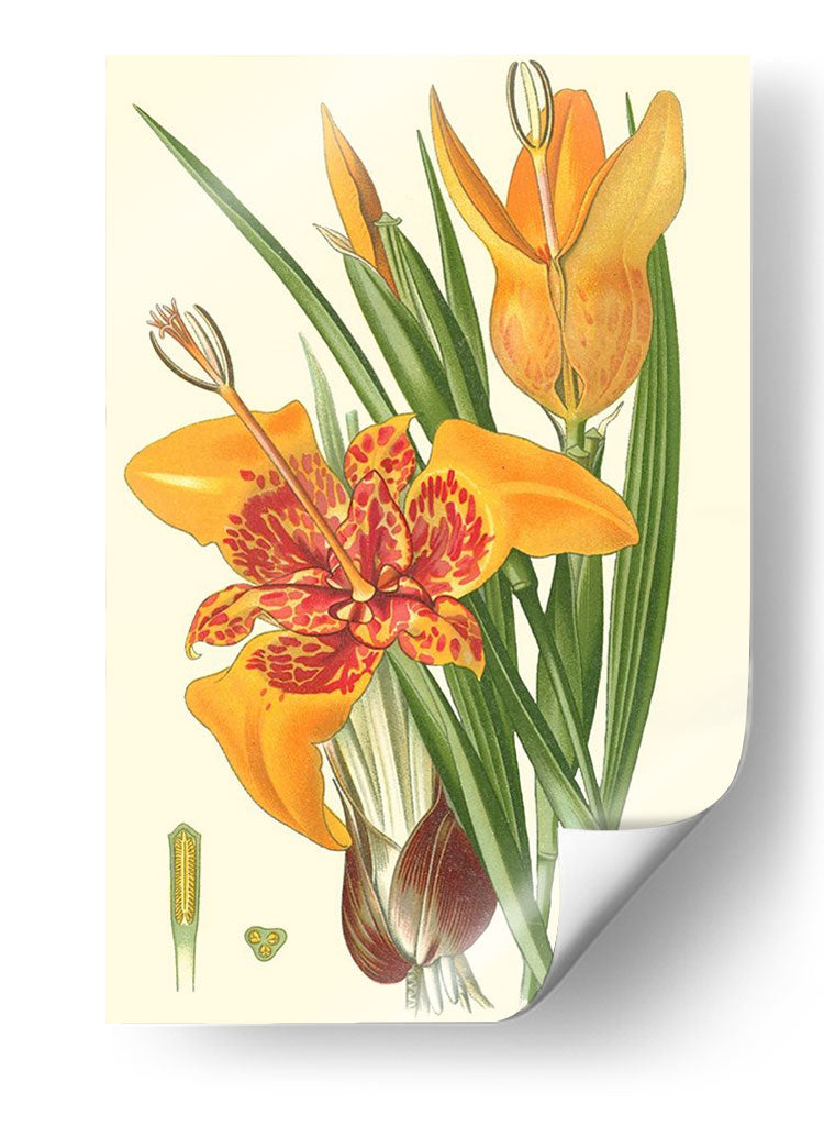 Lilies Llamativos I - Philip Miller | Cuadro decorativo de Canvas Lab