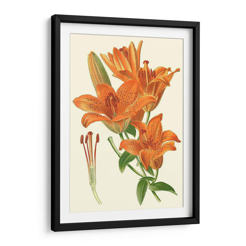 Lilies Sorprendentes Ii - Philip Miller | Cuadro decorativo de Canvas Lab