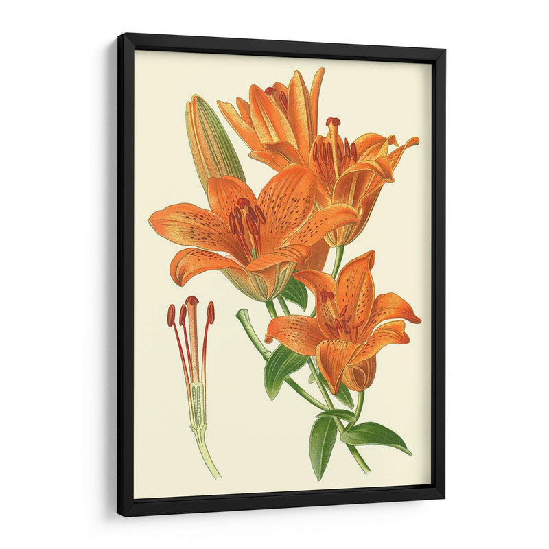 Lilies Sorprendentes Ii - Philip Miller | Cuadro decorativo de Canvas Lab