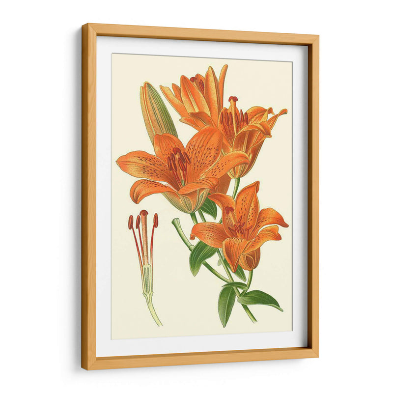 Lilies Sorprendentes Ii - Philip Miller | Cuadro decorativo de Canvas Lab