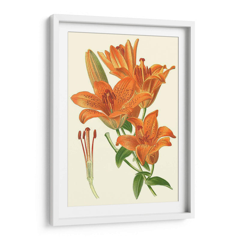 Lilies Sorprendentes Ii - Philip Miller | Cuadro decorativo de Canvas Lab