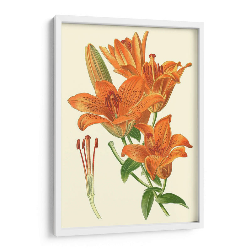 Lilies Sorprendentes Ii - Philip Miller | Cuadro decorativo de Canvas Lab