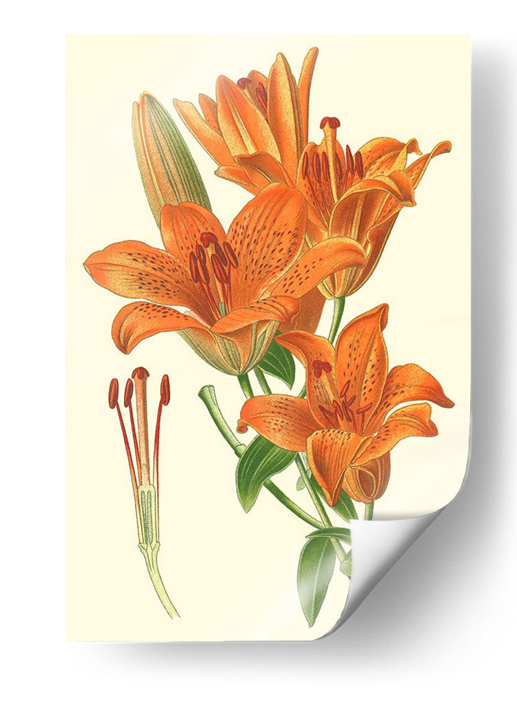 Lilies Sorprendentes Ii - Philip Miller | Cuadro decorativo de Canvas Lab