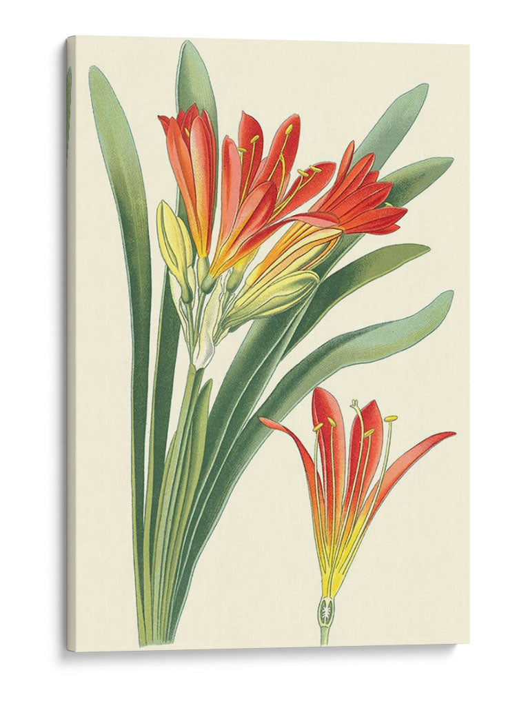 Lilies Sorprendentes Iii - Philip Miller | Cuadro decorativo de Canvas Lab