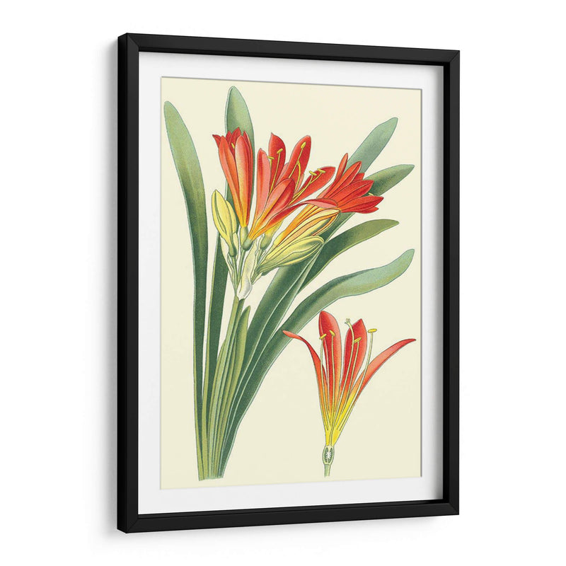 Lilies Sorprendentes Iii - Philip Miller | Cuadro decorativo de Canvas Lab