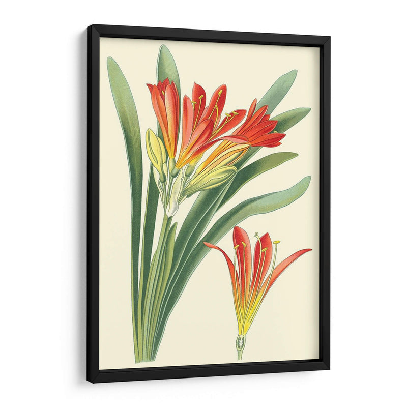 Lilies Sorprendentes Iii - Philip Miller | Cuadro decorativo de Canvas Lab