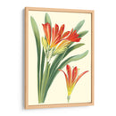 Lilies Sorprendentes Iii - Philip Miller | Cuadro decorativo de Canvas Lab