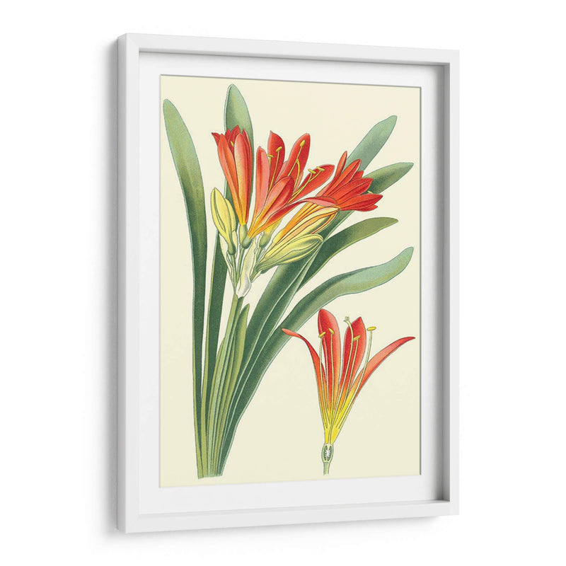 Lilies Sorprendentes Iii - Philip Miller | Cuadro decorativo de Canvas Lab