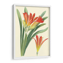 Lilies Sorprendentes Iii - Philip Miller | Cuadro decorativo de Canvas Lab