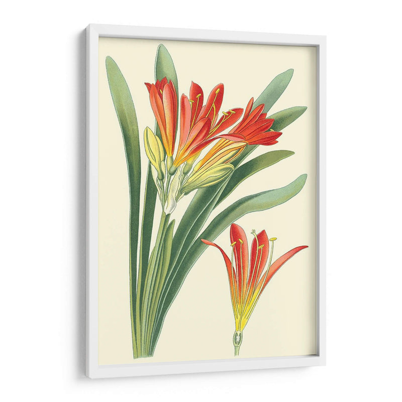 Lilies Sorprendentes Iii - Philip Miller | Cuadro decorativo de Canvas Lab