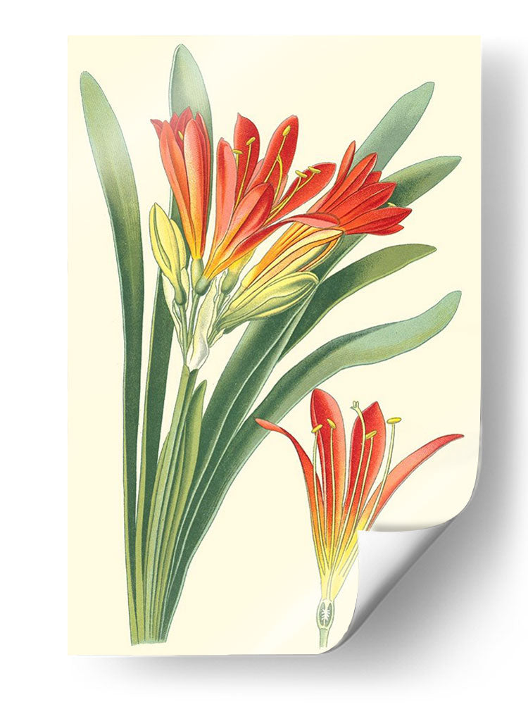 Lilies Sorprendentes Iii - Philip Miller | Cuadro decorativo de Canvas Lab