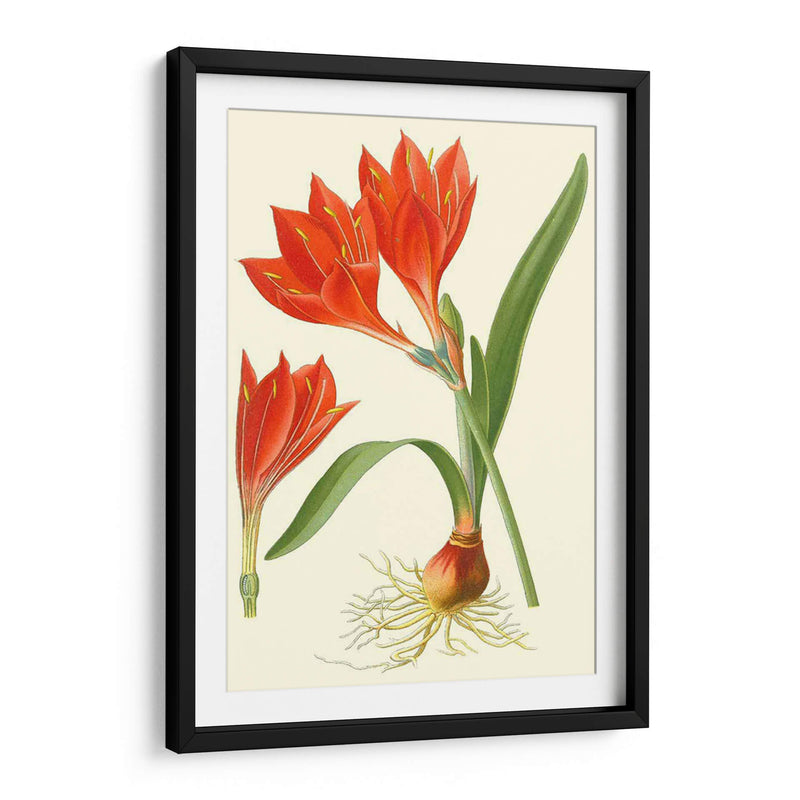 Lilies Sorprendente Iv - Philip Miller | Cuadro decorativo de Canvas Lab