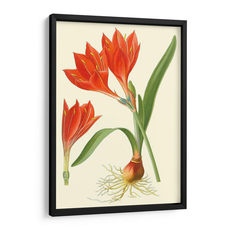 Lilies Sorprendente Iv - Philip Miller | Cuadro decorativo de Canvas Lab