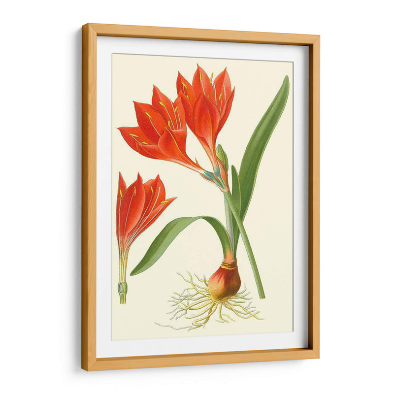 Lilies Sorprendente Iv - Philip Miller | Cuadro decorativo de Canvas Lab