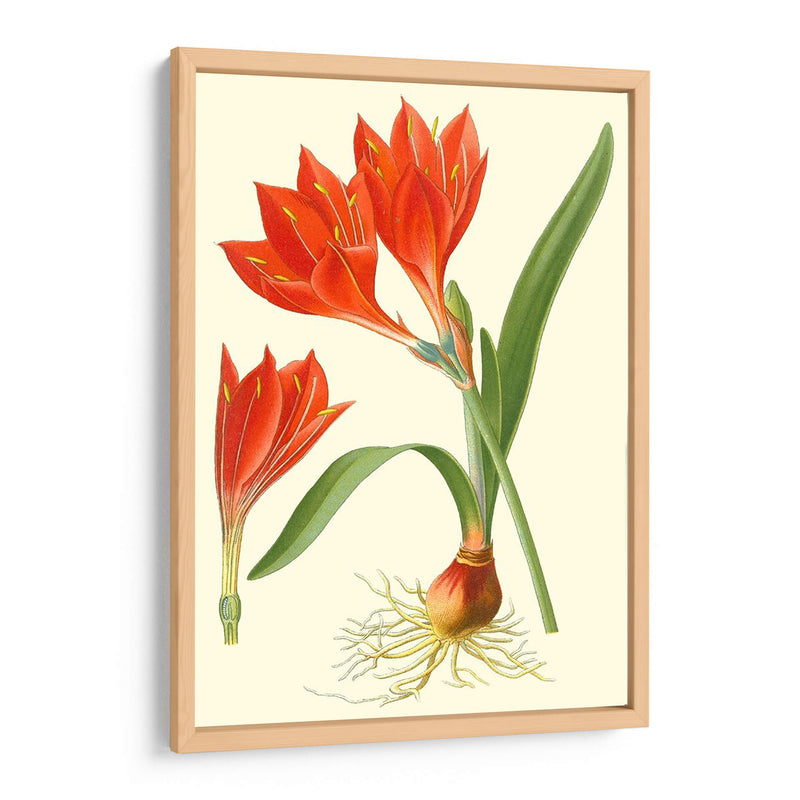 Lilies Sorprendente Iv - Philip Miller | Cuadro decorativo de Canvas Lab