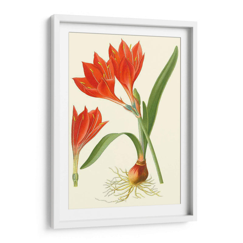 Lilies Sorprendente Iv - Philip Miller | Cuadro decorativo de Canvas Lab