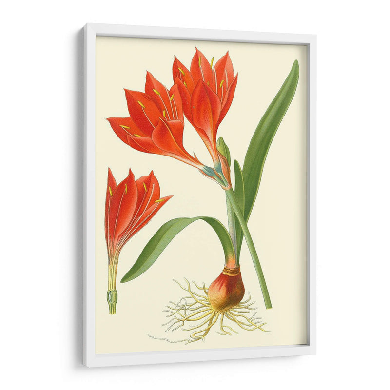 Lilies Sorprendente Iv - Philip Miller | Cuadro decorativo de Canvas Lab