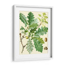 Bellotas Y Follaje I - Vision Studio | Cuadro decorativo de Canvas Lab