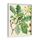 Bellotas Y Follaje I - Vision Studio | Cuadro decorativo de Canvas Lab