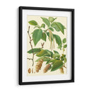 Pinecones Y Follaje I - Vision Studio | Cuadro decorativo de Canvas Lab