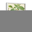 Pinecones Y Follaje I - Vision Studio | Cuadro decorativo de Canvas Lab