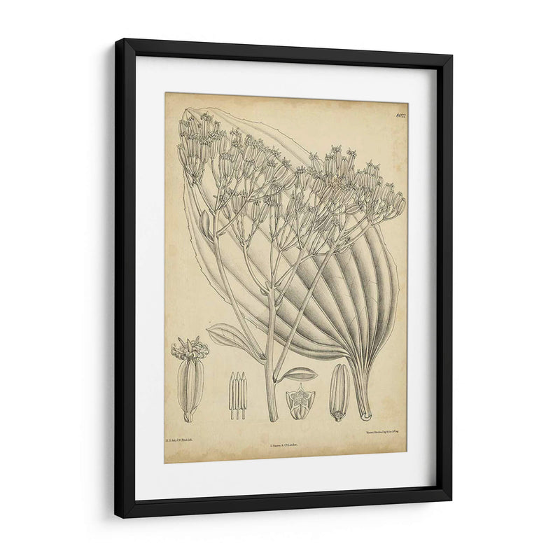 Vintage Curtis Botanical Vi - Curtis | Cuadro decorativo de Canvas Lab