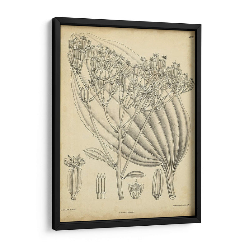 Vintage Curtis Botanical Vi - Curtis | Cuadro decorativo de Canvas Lab