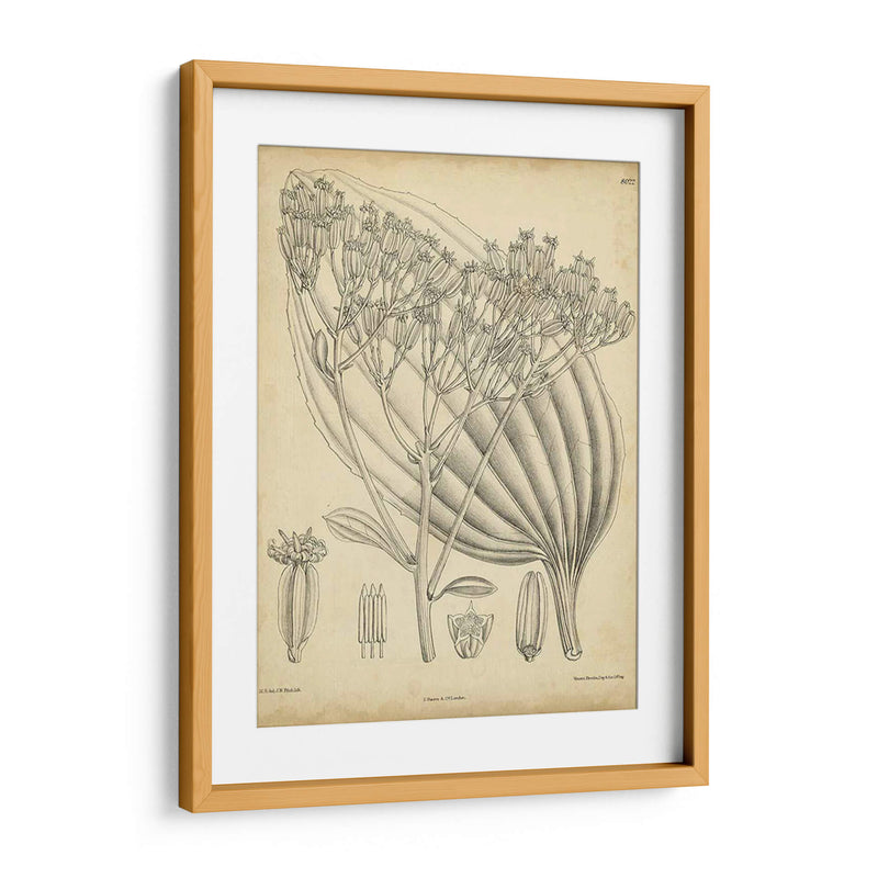 Vintage Curtis Botanical Vi - Curtis | Cuadro decorativo de Canvas Lab