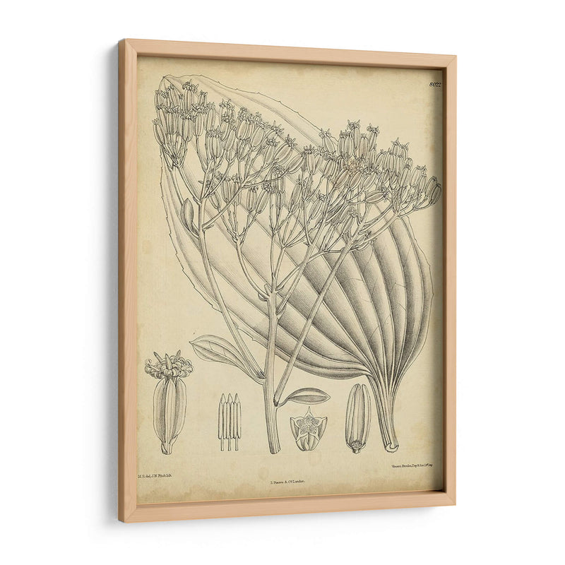 Vintage Curtis Botanical Vi - Curtis | Cuadro decorativo de Canvas Lab