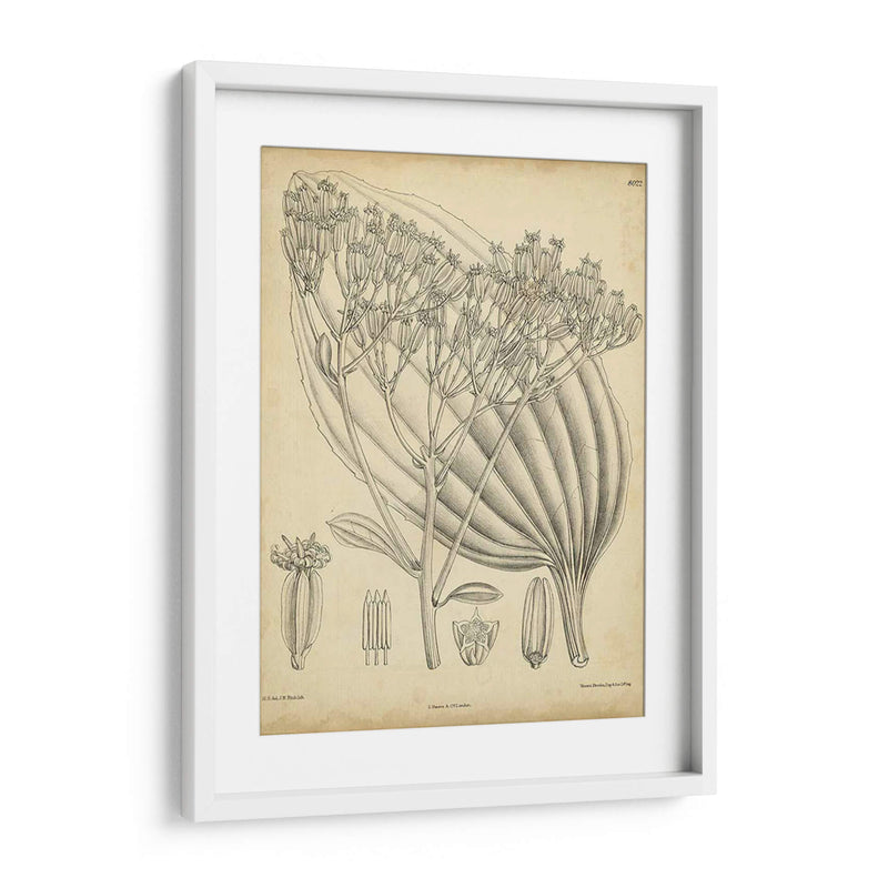 Vintage Curtis Botanical Vi - Curtis | Cuadro decorativo de Canvas Lab