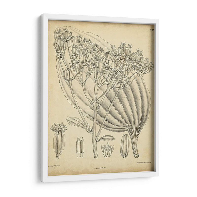 Vintage Curtis Botanical Vi - Curtis | Cuadro decorativo de Canvas Lab