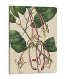 Belleza Botánica I-II - Vision Studio | Cuadro decorativo de Canvas Lab